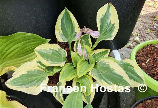 Hosta Carry On